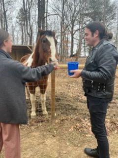 Two people are feeding a brown and white horse over a fence; one holds a blue bucket while the horse eats from the other's hand. Trees and a shelter are visible in the background.