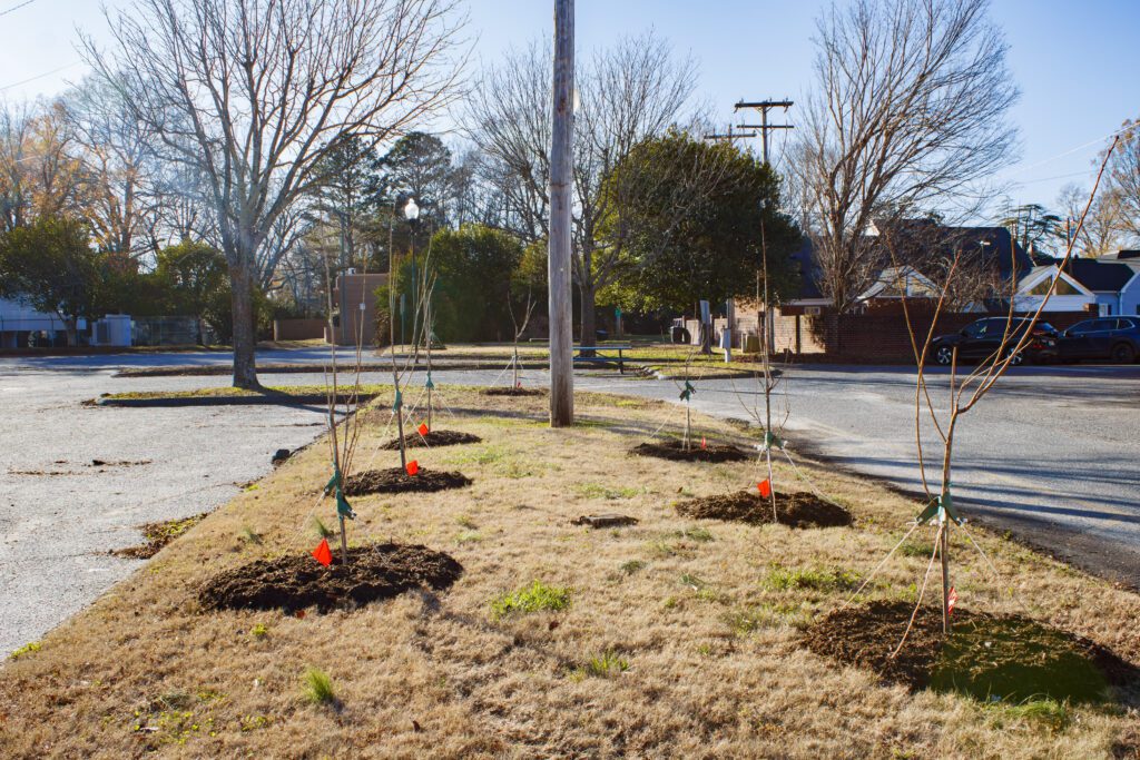 Seven newly planted cherry tree in a strip of dying grass. 