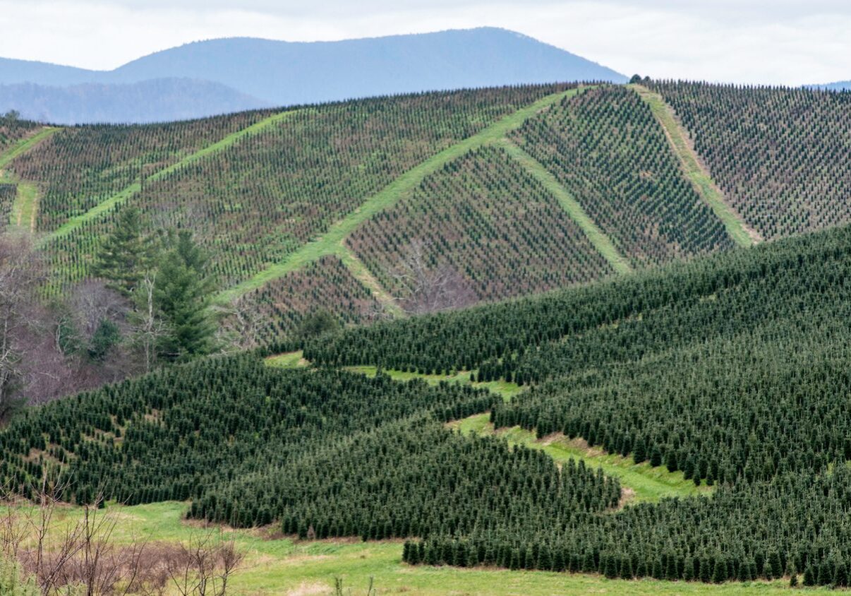 Christmas Tree Farm in NC