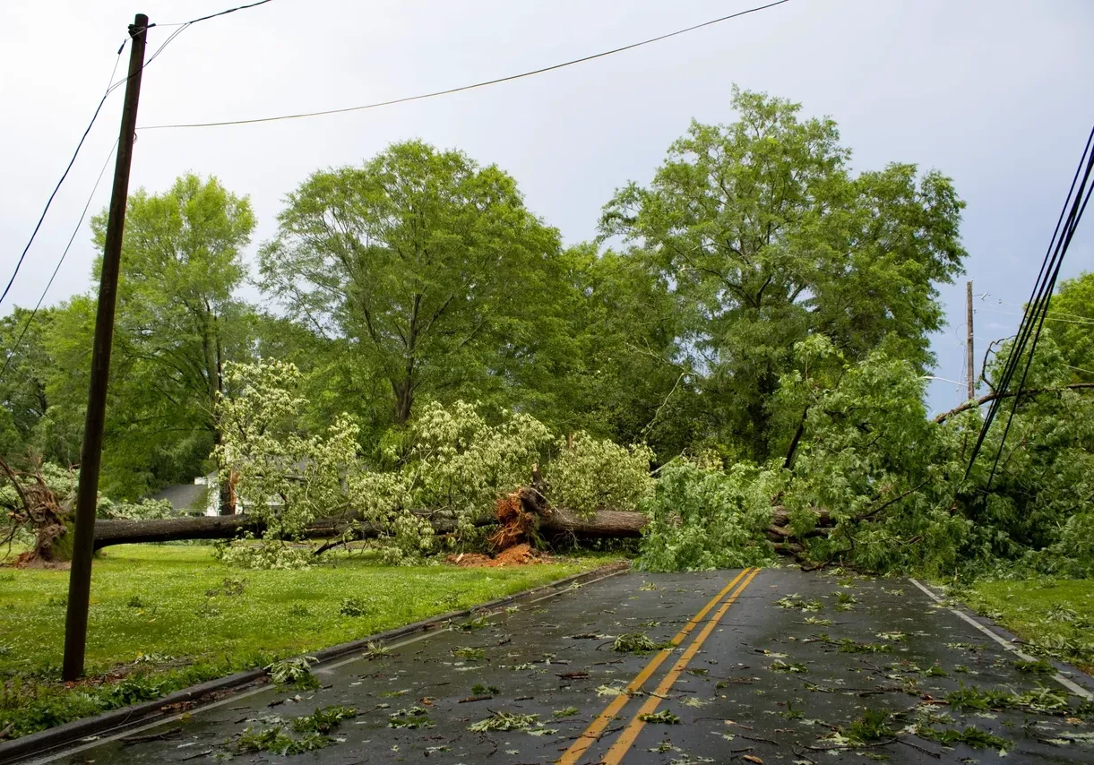 A tree has fallen across a road, blocking the path. The tree is large, and branches and leaves are spread across the roadway and grass. Power lines are visible above.