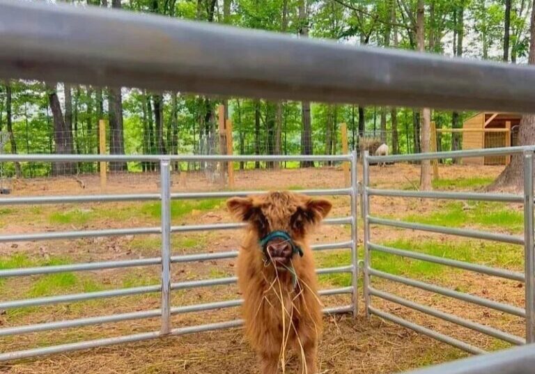 A small brown highland calf stands alone in a fenced pen, chewing on straw. Trees and greenery fill the background.