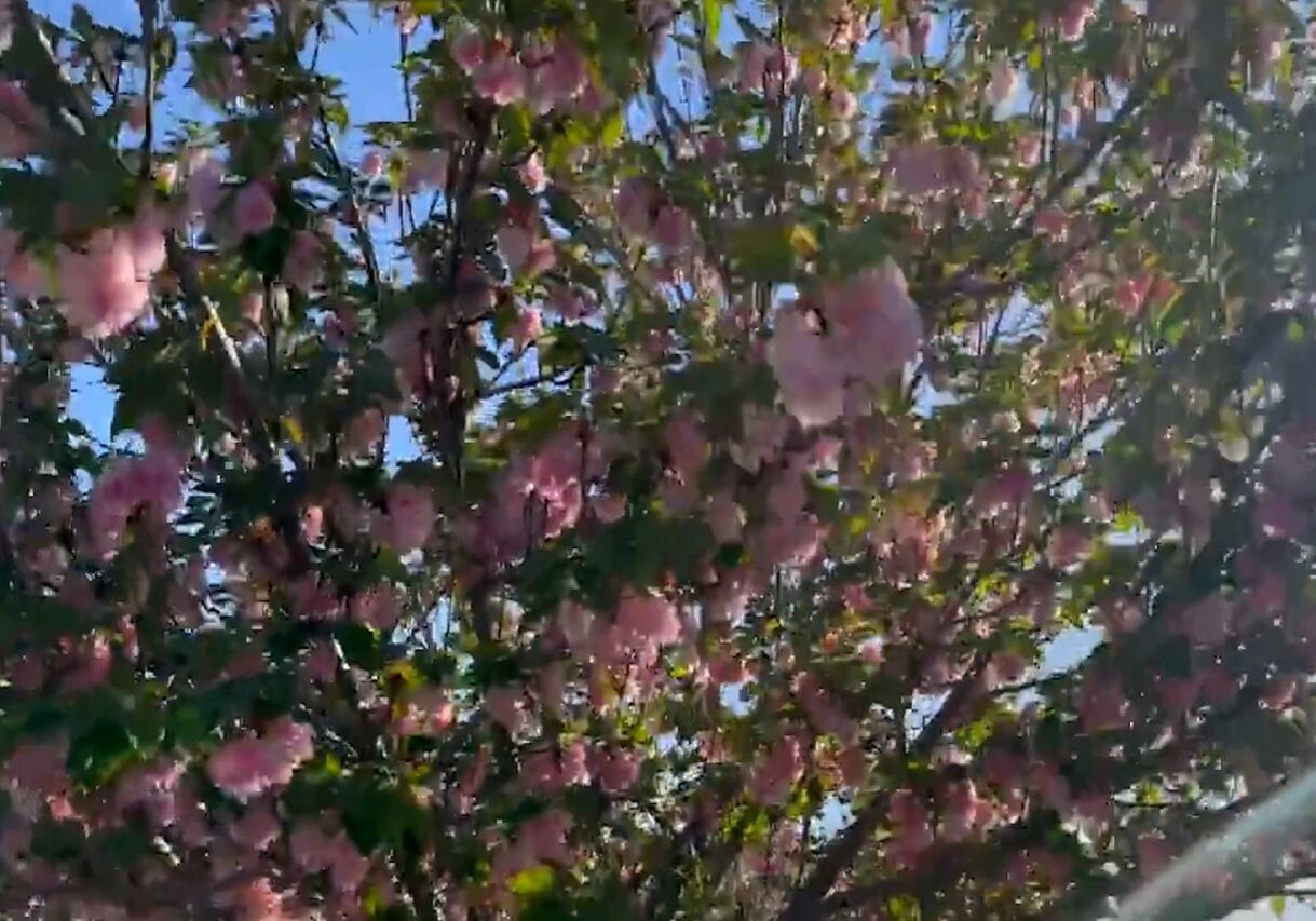 Close-up of a cherry blossom tree with pink flowers in full bloom, set against a bright blue sky. Sunlight filters through the branches, highlighting the vibrant colors.